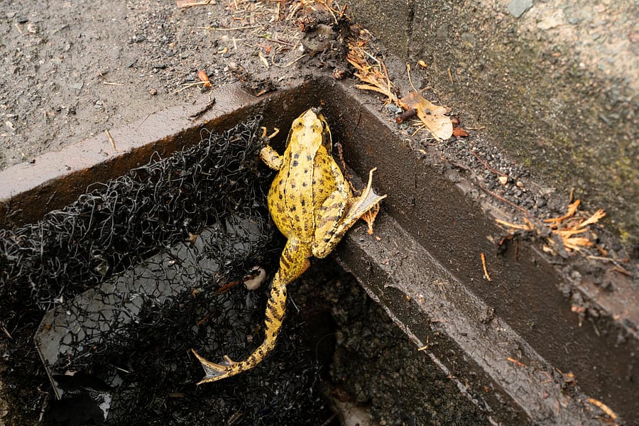 Noting that DUSIB does not conduct demolitions at the end of the academic year and monsoons, the court said that it expected DDA to follow similar norms. Swipe up to read more.