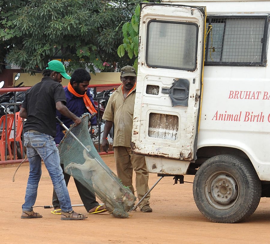 deadly fallout: Hundreds of dogs are dying because of botched-up sterilisation, says Maneka Gandhi. DH FILE PHOTO