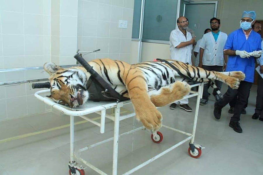 While a four-member committee has been instituted by the Maharashtra government, another was formed by Ministry of Environment, Forest & Climate Change.