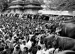 A file picture of elephants at a temple festival in Kerala.