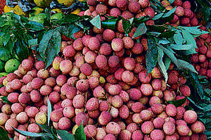 Winning VIPs' hearts through fruits