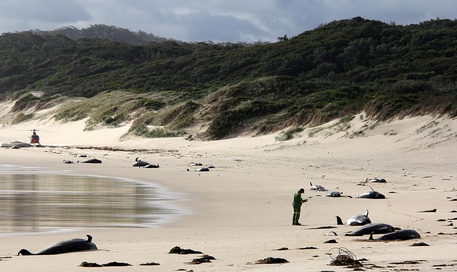 Dead whales on a beach in Croajingolong National Park in Victoria state of Australia on November 28, 2018. AFP