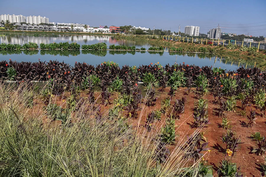 The all-new Hebbagodi Lake. (DH Photo/S K Dinesh)