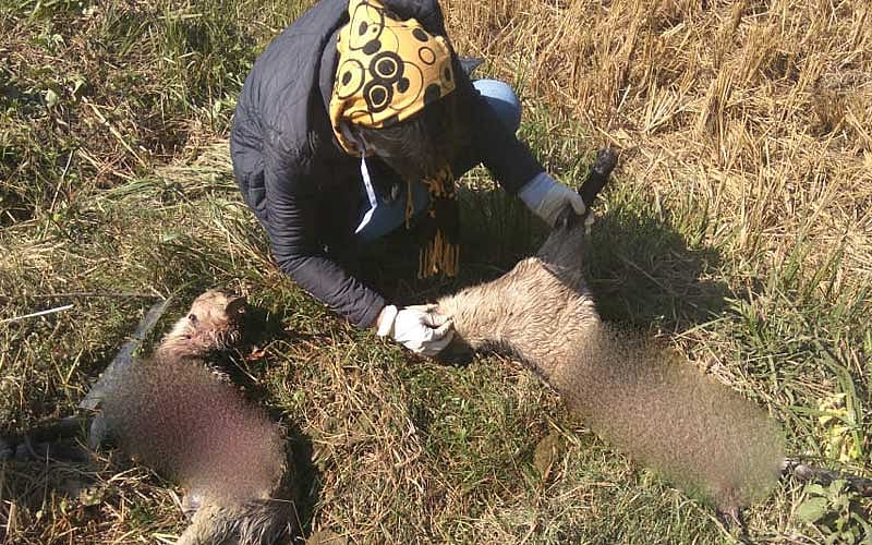 Livestock killed by suspected stray dogs in Churachandpur district in Manipur recently. (Photo credit: Veterinary and Animals Husbandry Department, Manipur)