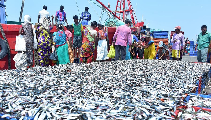 MLA Vedavyas Kamath on Friday welcomed Goa government’s decision to lift the ban on transportation and distribution of fish from the coastal districts of Karnataka. DH file photo