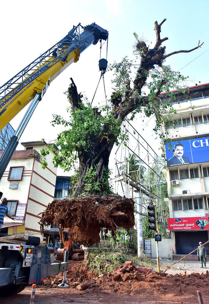 The 100-year-old peepal tree that was relocated from Bunts Hostel Road in Mangaluru recently.