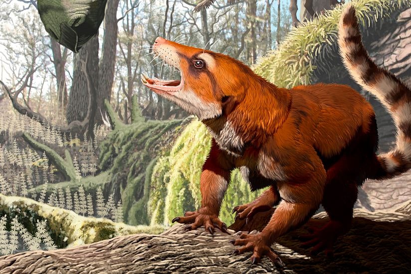 The new species Cifelliodon wahkarmoosuch is estimated to have weighed 2.5 pounds and probably grew to be about the size of a small hare. (Illustration/Jorge A. Gonzalez)