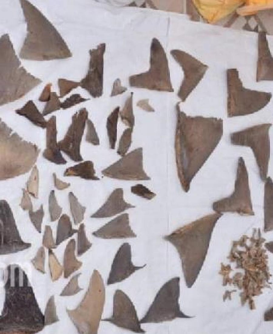 The consignment was part of a wildlife smuggling racket and was to be sent to China and Hong Kong.