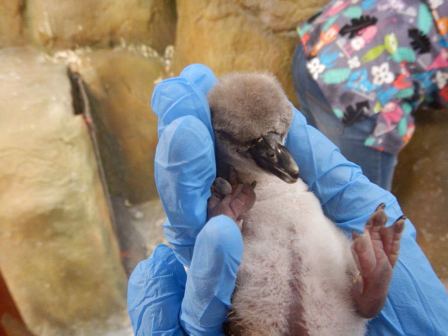 The Humboldt penguin died of multiple complications, the Veer Jijabai Bhosale Udyan & Zoo at Byculla said on Friday.