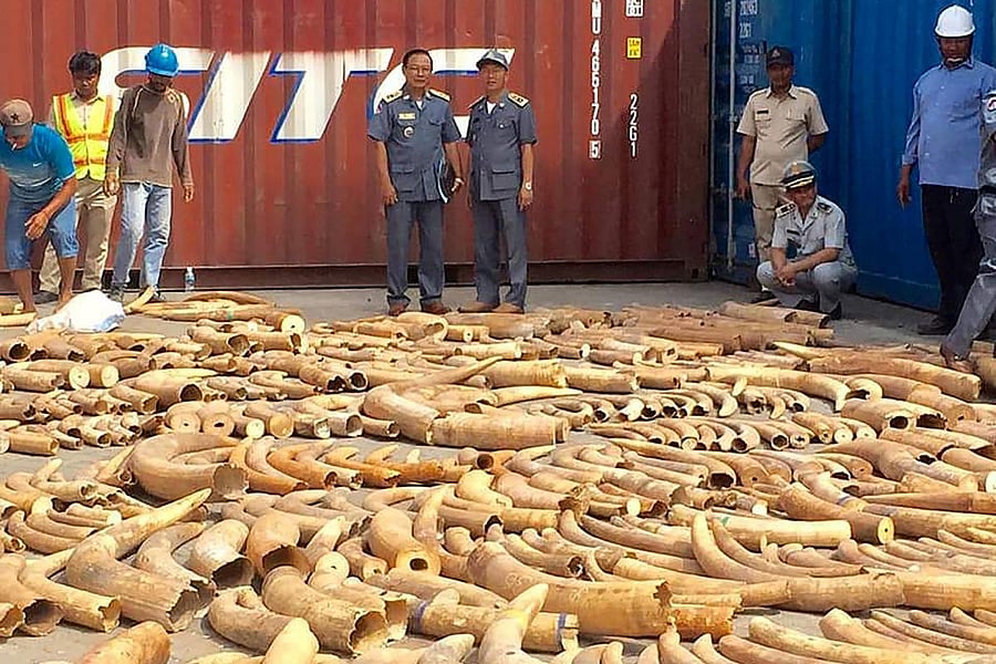 This photo taken on December 13, 2018 shows Cambodian Customs and Excise Officials looking at ivory seized from a shipping container at the Phnom Penh port. AFP photo.