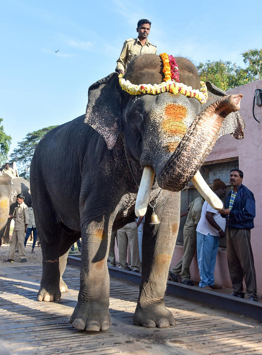 Howdah elephant Arjuna is weighed at weigh bridge in Mysuru on Thursday. dh photo