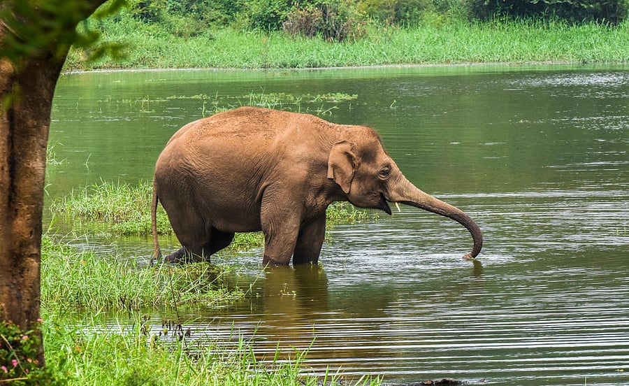 Bannerghatta National park