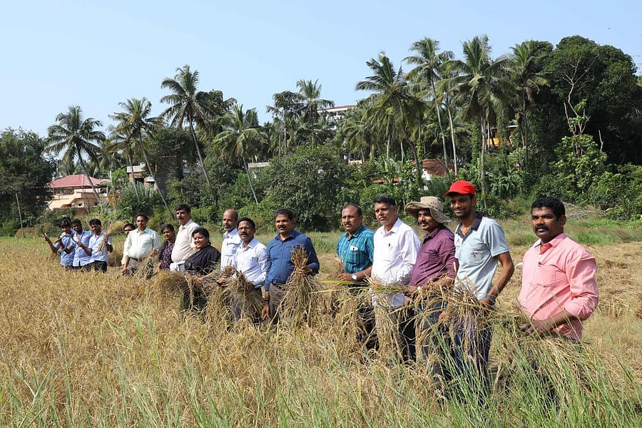 DK PU College Principals Association members and lecturers take up paddy harvesting at Baarde in Ambika Road on the outskirts of Mangaluru on Tuesday.