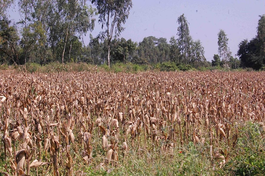 Since the 2016 Kharif season, as many as 47 lakh farmers enrolled for crop insurance having paid a premium of Rs 420 crore. Till date, insurance companies have settled claims totalling Rs 2165.99 crore.