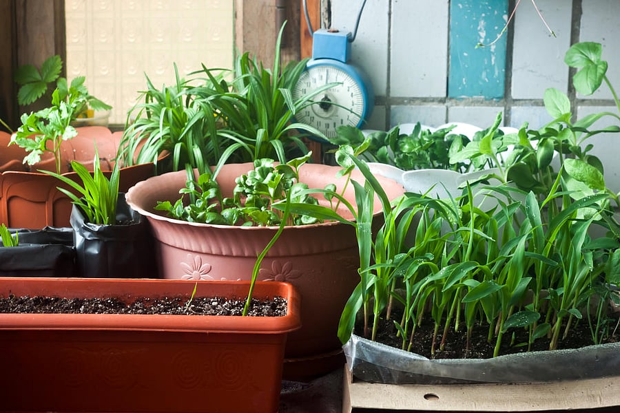 While a variety of air filters in our homes can keep allergens and dust particles at bay, some hazardous compounds are too small to be trapped in these filters.