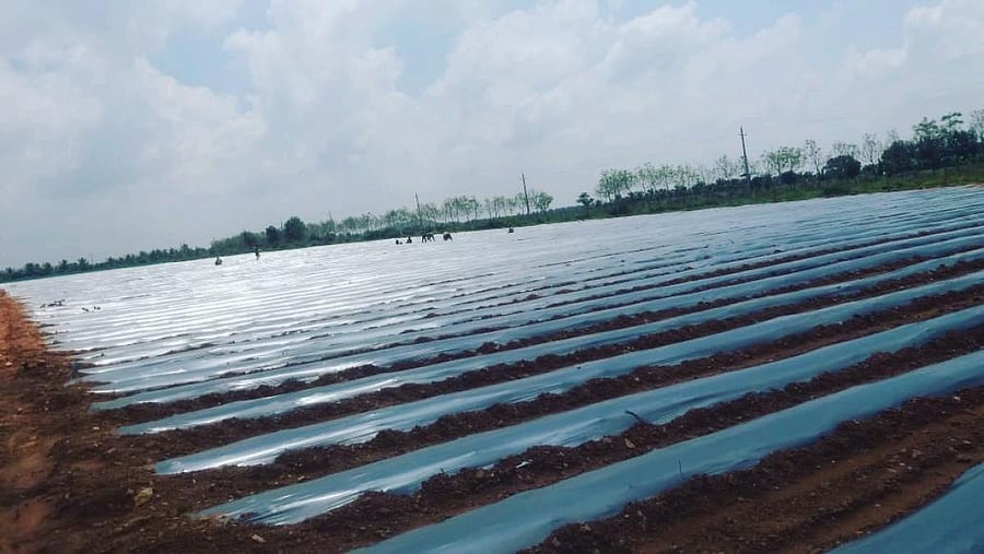 Hoolihalli Ramesh, under the mulching technique, has covered his farmland with mulching paper film.