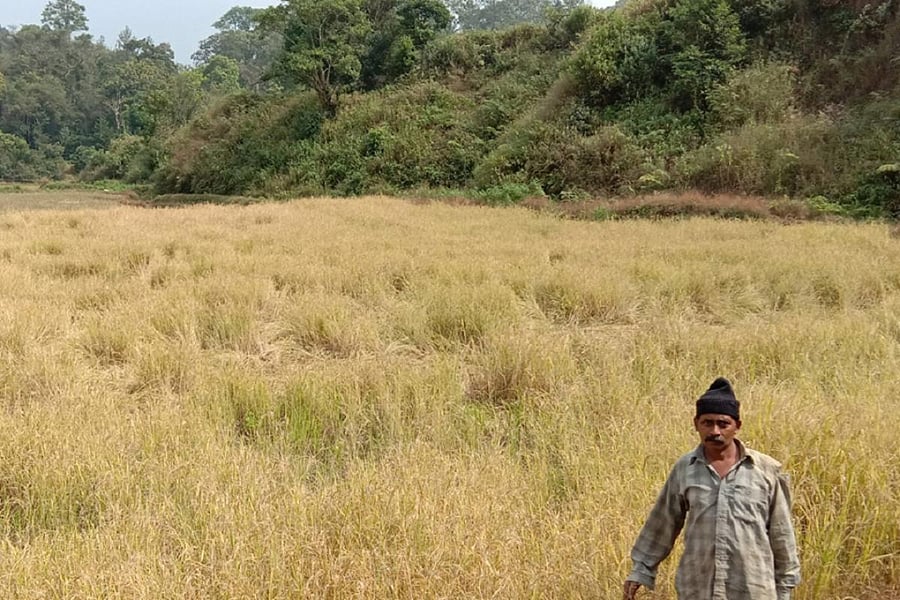 Wild boars damaged the standing paddy at Yavakapady.