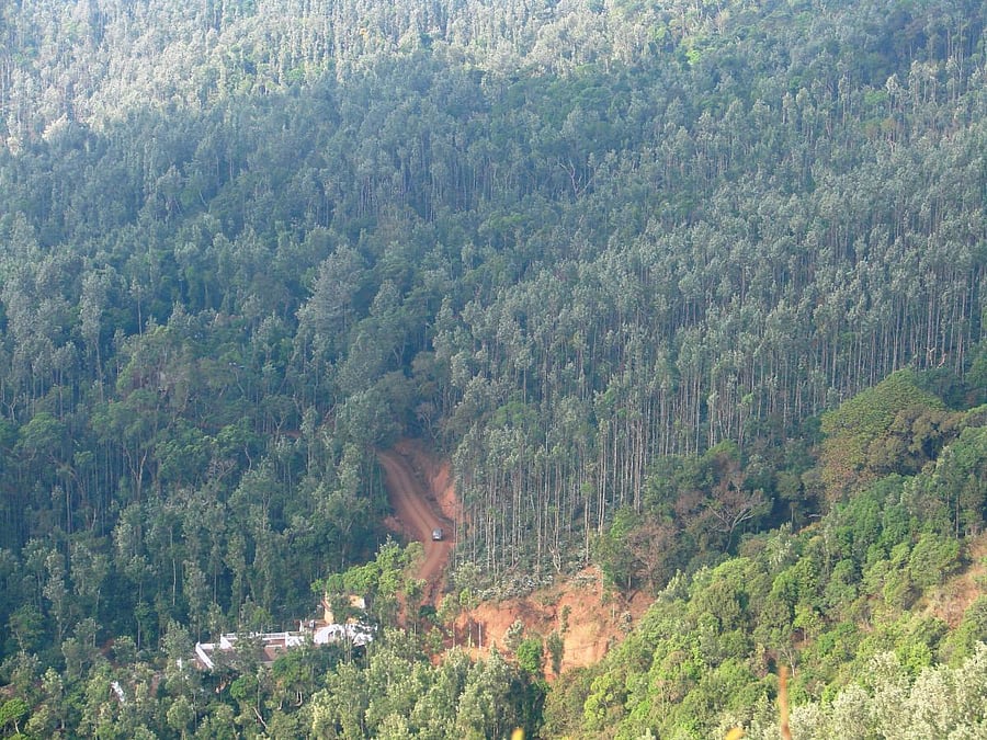 Chikmagalur from atop Mulliangiri. DH PHOTO