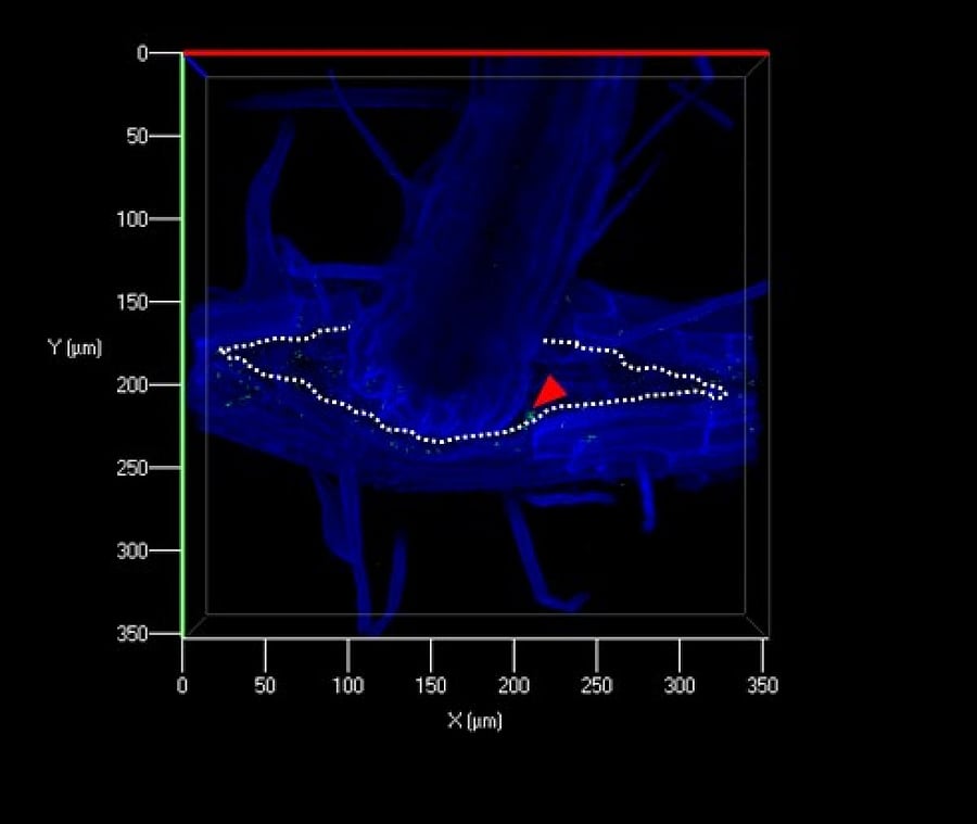 A representative 3D image of an emerged lateral root. Red arrow head shows the colony of Salmonella (green) in the gap created between the primary and lateral root (marked with dotted line). Photo courtsey: BMC Plant Biology.