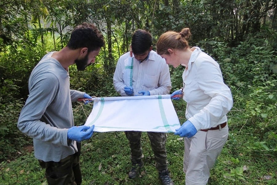 A scientist from the UK examines ticks collected, with her counterparts from Karnataka, at a KFD-hit village in Shivamogga district.