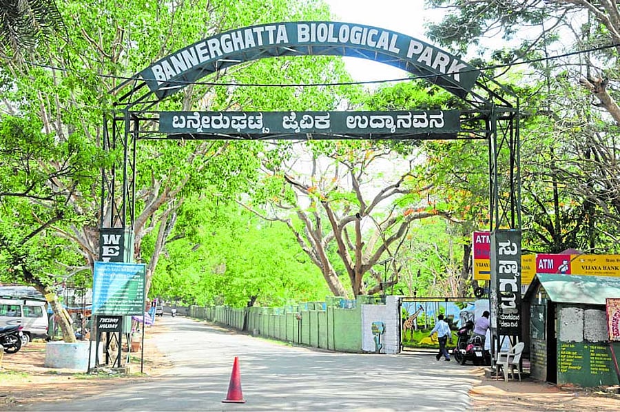 Bannerghatta National Park (BNP)