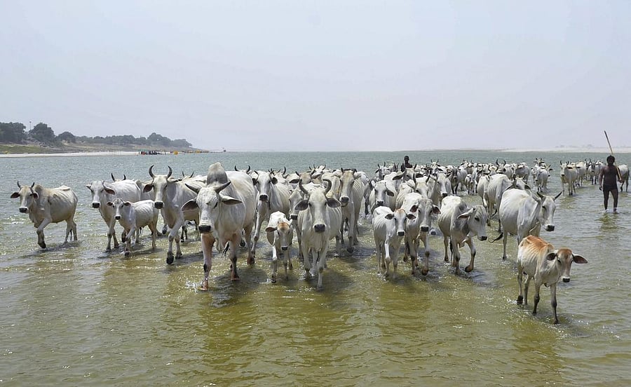 According to reports, the Panchayat’s directive came after the family members’ allegation of theft of its cattle against a fellow a villager turned out to be false "according to the gods." PTI file photo for representation