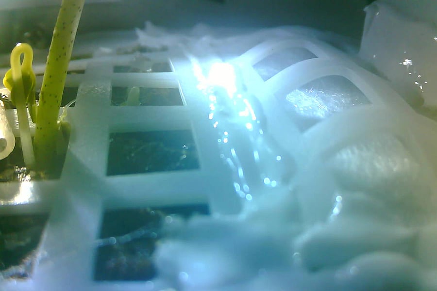 The Chinese space agency announced earlier this week that the seed had germinated inside a special canister aboard the Chang'e-4 probe, after the spacecraft on January 3 made the first-ever landing on the far side of the moon. (AFP Photo/ Chongquing Unive