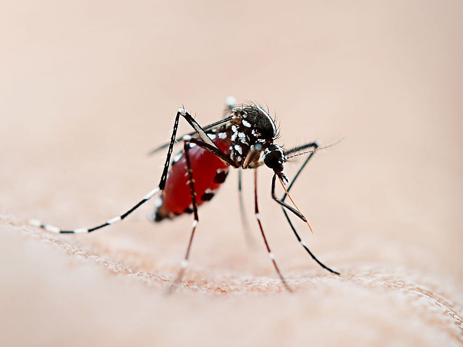 When researchers coated a piece of cloth with the repellent and released the pests for feeding, nearly 90% of the mosquitoes didn't land on the cloth for feeding. (Image for representation)