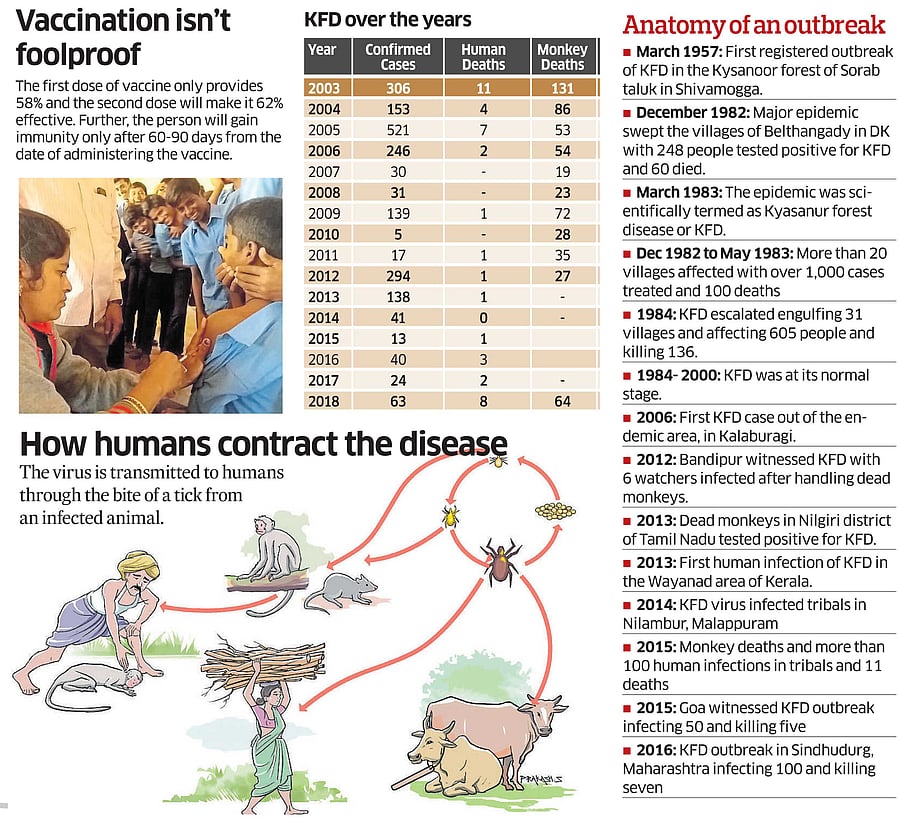 According to KFD Field Station Officer Kiran, six persons are infected with KFD virus in Thirthahalli taluk and they had been under treatment. Monkeys were found dead in various parts of the taluk.