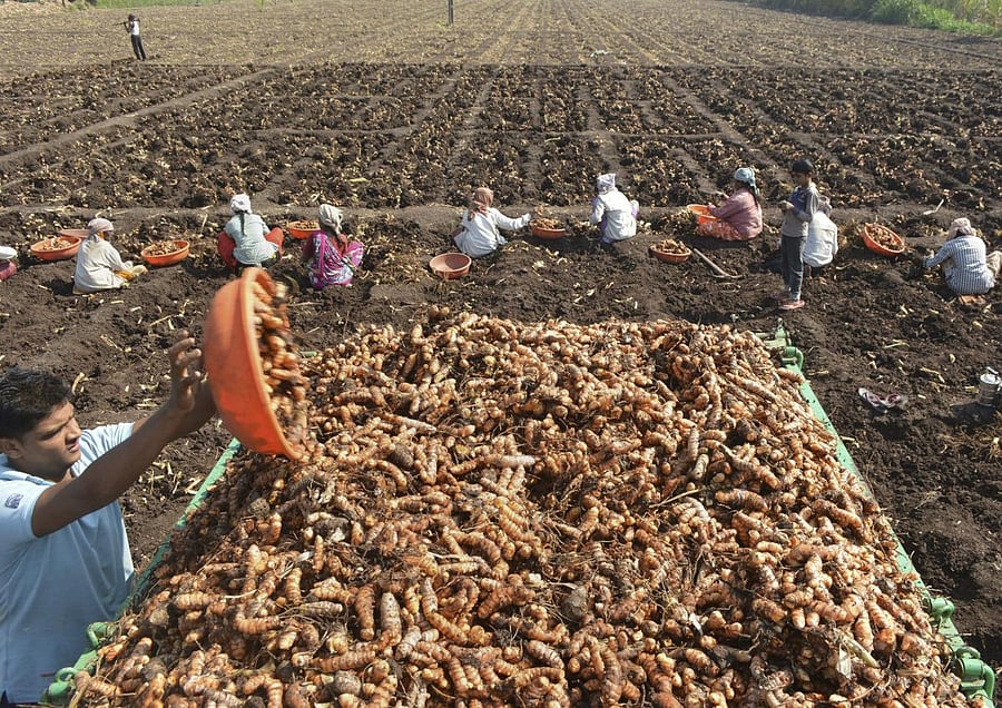 A farmer loads raw turmeric on a tractor while harvesting a field at Vadgaon village, in Karad. PTI