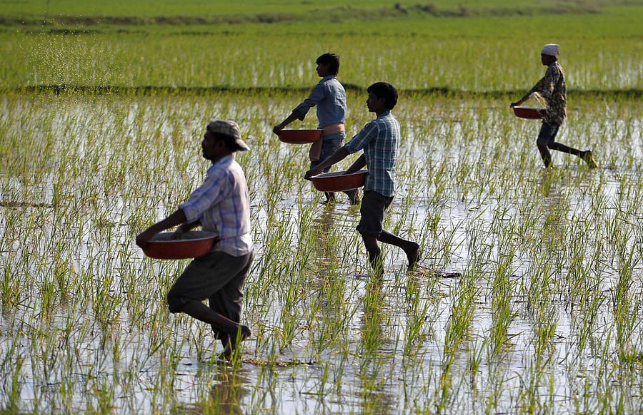 The fertiliser subsidy will cost the exchequer Rs 74,986 crore. Reuters file photo
