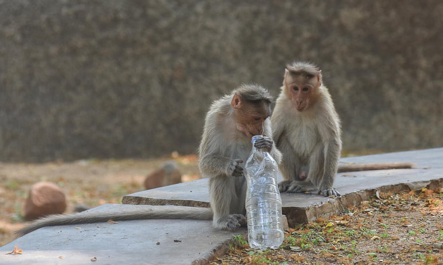 Globally, 2018's temperatures rank behind those of 2016, 2017 and 2015. The past five years are, collectively, the warmest years in the modern record, NASA said in a statement. Photo By Anup R. Thippeswamy.