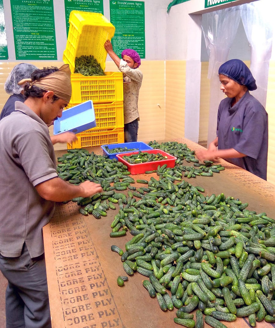 The budget proposes Rs 6 crore for promoting gherkin, grown predominantly in Chikkaballapur and Kolar districts. DH photo