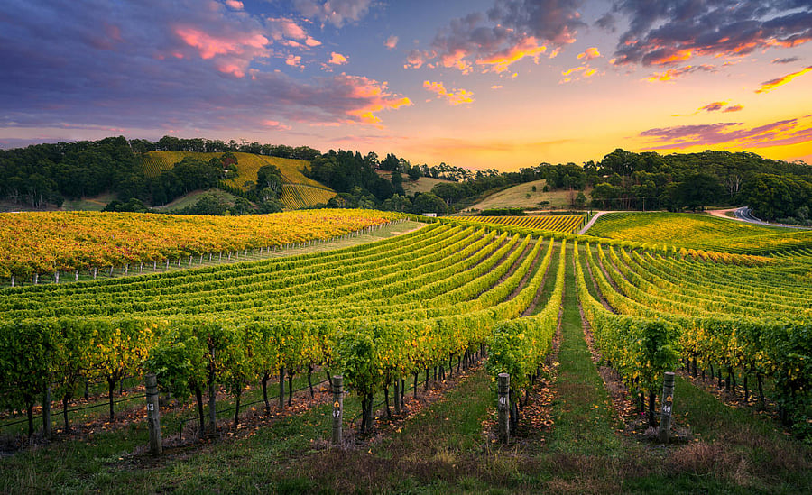 A beautiful vineyard in Adelaide Hills, South Australia