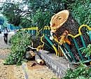 BBMP to axe 20 more trees