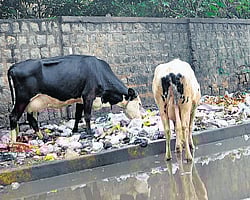 Trash piles along the Palike teams tour were apparently cleared, but in many areas that was not the case. A scene on Banaswadi main road on Friday. DH Photo/Srikanta Sharma R