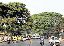 Trees between the Okalipuram area and Fountain Circle near Majestic will be axed as part of the eight-lane corridor  project undertaken by the BBMP. DH Photo/ Kishor Kumar Bolar