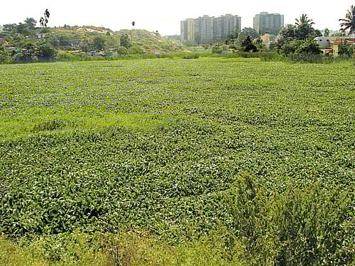 The land in question is at survey number 105 of Doddathogur village in Begur, Bengaluru South taluk. DH file photo