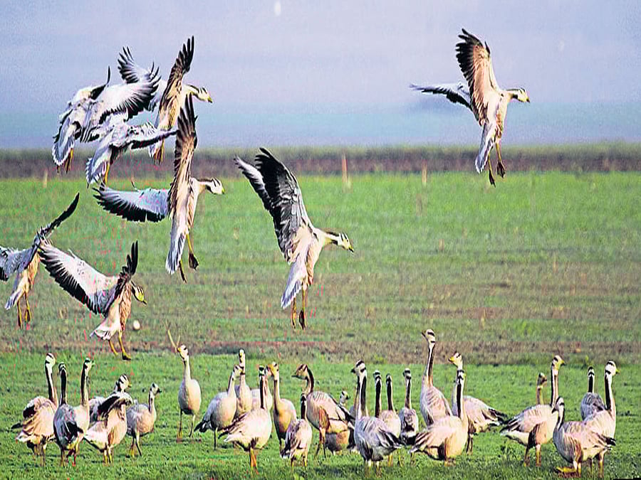 AVIAN WONDERS  bar-headed geese