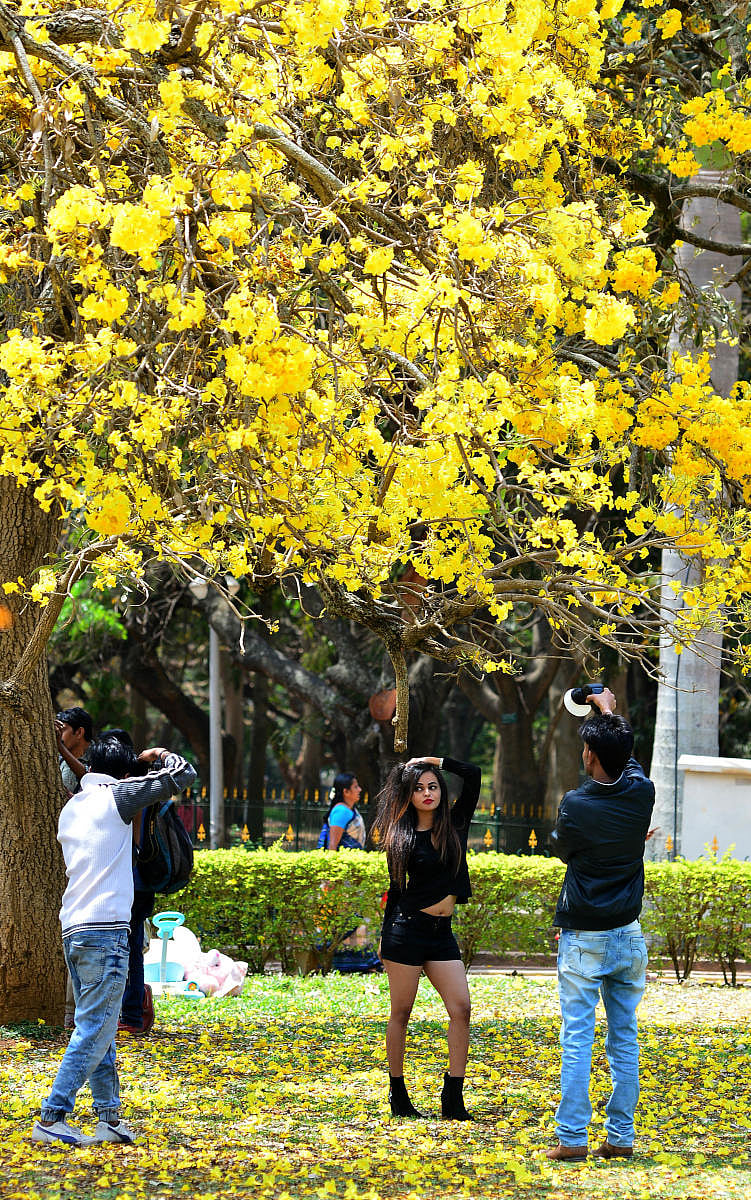 No photo shoots in Lalbagh, Cubbon Park