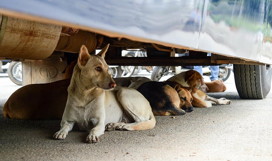 Praveen was attacked by stray dogs near Vibhutipura at KR Puram while he was playing with his elder brother at a lake bank near his house