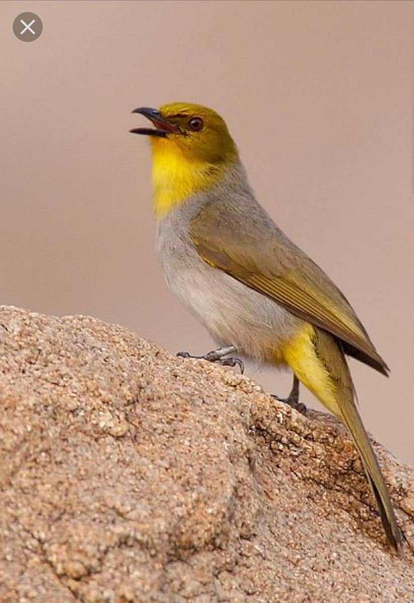 Yellow-throated bulbul