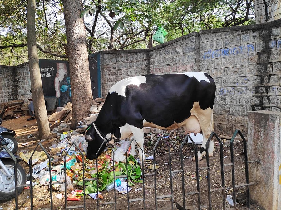 We saw a cow rummaging through a pile of waste outside the garden. This was the only black spot that we could find during our visit.
