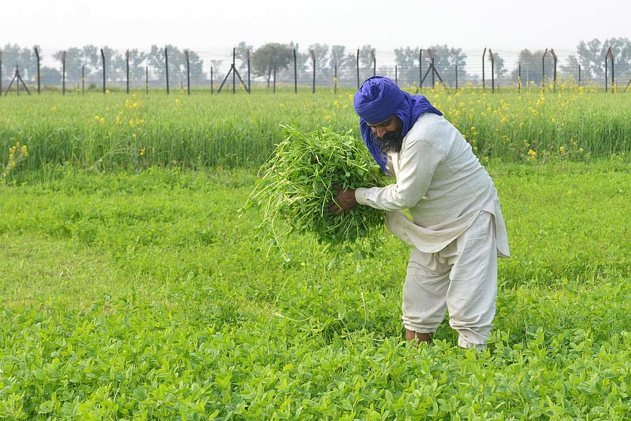 A farmer harvests fodder for his cattle in a field beside the India-Pakistan border fence in a village on the outskirts of Amritsar. AFP