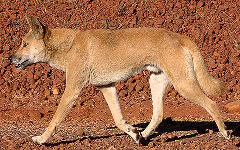 Dingo (Image courtesy Wikipedia)