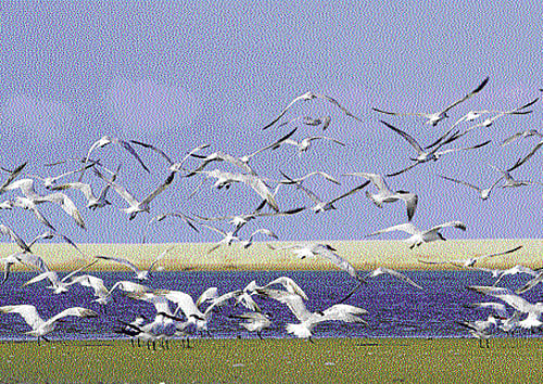 Birds at Pulicat Lake in Tamil Nadu. Srinivasa j n