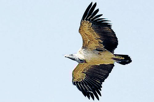 Till 1998, exactly at 11.50 am, two vultures would circle around the hill shrine of Shiva and alight on a platform at the hill-shrine, where a priest would be waiting for them with the temple prasadam. Photo for representation purpose