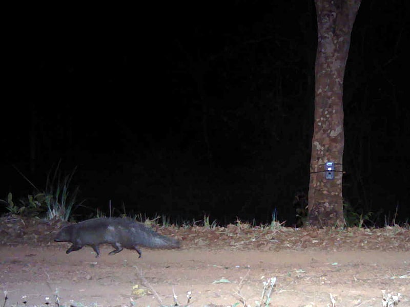 The brown mongoose—a small carnivore species was spotted for the first time outside of their known territory—Virajpet in Kodagu district. (Img Source: Nature Conservation Foundation)