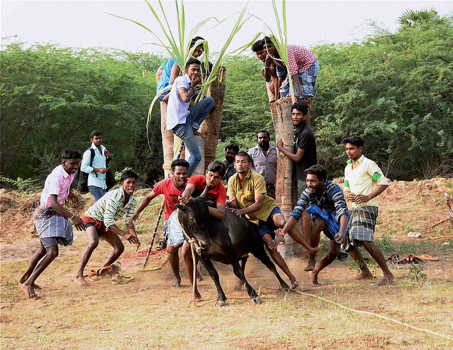 For instance, a social media user Manikandan uploaded pictures of protest between Madurai and Theni in 'Jallikattu veeravilayattu' Facebook page. pti file photo