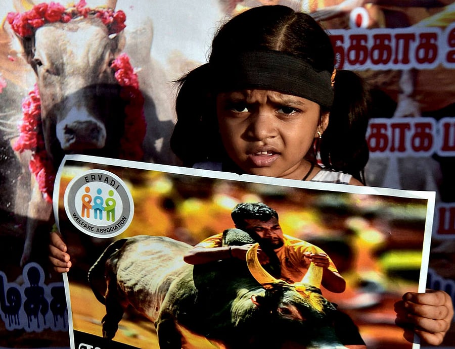 A bench of Justices Dipak Misra and R F Nariman took strong exception to the agitation resorted to by the people on Chennai's Marina beach for a few days in January, asking how there can be protest when the court itself was seized up with the matter. PTI file photo